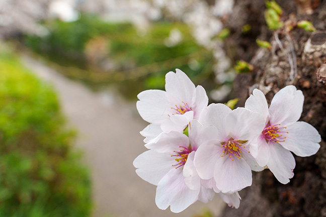 hanami-title